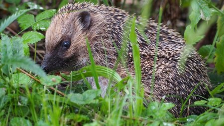 Tier um vier im Naturama-Garten: Igel | © Guidle AG