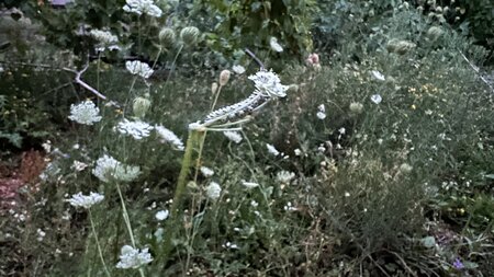 Natur findet Stadt, Gartenrundgang Reinach AG | © Naturgarten Netzwerk