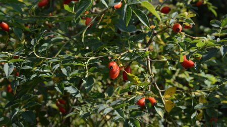 Führung Arboretum Dürrenäsch | © Naturgarten Netzwerk