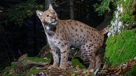 Auf den Spuren der Jurakatzen mit Naturfotograf Daniel Zuppinger | © Guidle AG
