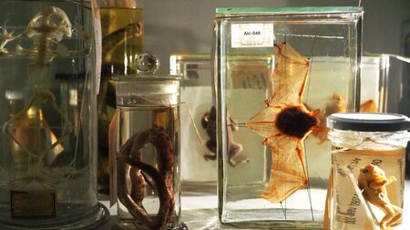 Halloween im Naturama | © Naturama Aargau