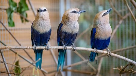 Ausstellung «Exotische Vogelschau» | © Ziervogelfreunde Wynental