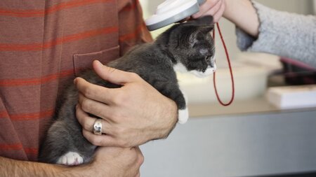 Streitpunkt Katze: Chip-Pflicht und Verantwortung | © Naturama Aargau
